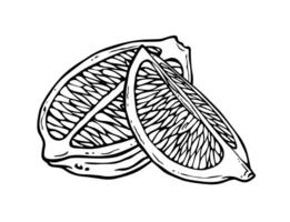 Citrus. Outline slices of lemon or lime isolated on white background. Black and white cut citron. Composition with half and quarter of citrus fruit in etching style for kitchen textiles or dishes vector