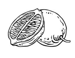 Lemon composition of whole fruit and it's part. Free hand black line illustration of citrus fruits. Ink graphics for the labels design of products containing citrus, kitchen textiles or dishes vector