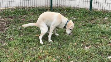 A yellow Labrador retriever pooping on grass in a fenced yard, related to pet care and responsibility video