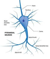Pyramidal neuron structure vector