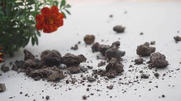 An image of soil scattered with vibrant Marigold flowers in the back video