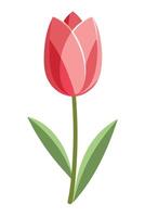 Single Pink Tulip Flower Bloom, Springtime Nature Illustration vector