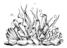 Seashell, starfish, sea sponge, algae, pebbles and bubbles. Hand drawn graphic illustration in black and white color line art. Sublimation arrangement on marine theme vector