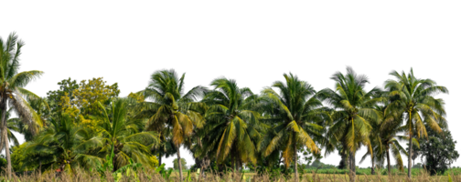 Coconut palm trees isolated on transparent background, Forest and foliage in summer, tropical trees high resolution. png