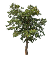 Tree on transparent background, tropical trees isolated used for design, tropical trees isolated used for design png