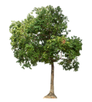Tree on transparent background, tropical trees isolated used for design, high resolution. png