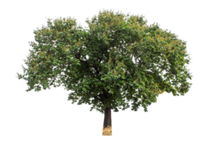 Trees on transparent background, real tree green leaf, high resolution. png