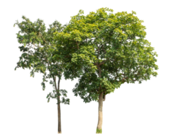 Group of trees isolated on transparent background, tropical trees isolated used for design png
