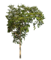 Tree Isolated on transparent Background, tropical tree isolated used for design png