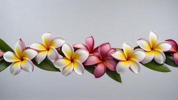 White and pink plumeria flowers arranged on a branch with leaves against a gray background. photo