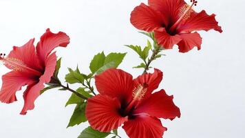 Three vibrant red hibiscus flowers with green leaves isolated on white background. photo
