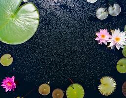 lotus flowers floating in a sSparkling pond with soft colors and desaturated color photo