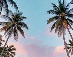 sky background with coconut trees with soft colors and a denaturalized photo