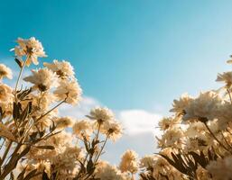 white flower in the garden with blue sky background photo