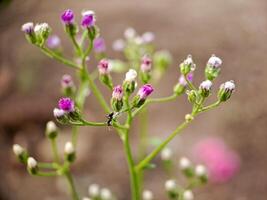 photograph of the distinctive flower heads of Emilia sonchifolia, commonly known as red tasselflower or Cupids shaving brush photo