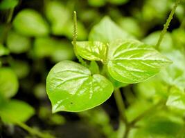 Close up of lush green Sirih Cina Peperomia pellucida leaves with dewdrops, a popular Indonesian herb used in traditional medicine. photo