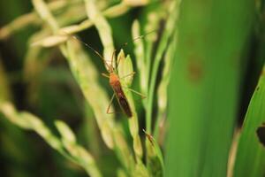A bug is sitting on a plant in the grass photo