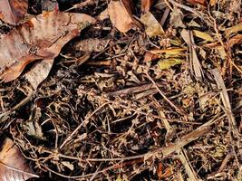 compost pile made from dried leaves, twigs, and other organic matter, undergoing decomposition to create nutrient rich soil. Perfect for sustainable gardening, environmental awareness photo