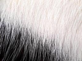 Detailed black and white pattern of fur cat texture captured in close up, showcasing its natural intricacy photo