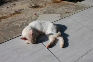 a white cat slepping on a tile floor photo
