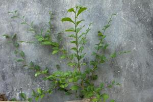 Plant Growing on a Wall photo