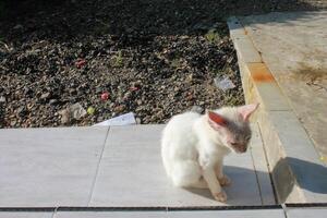 a white cat is sitting on the porch floor photo