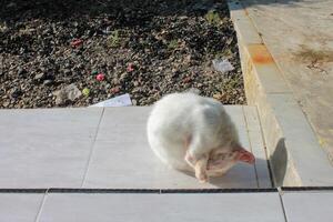 a white cat photo