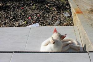 a white cat laying on its back on a tile floor photo