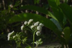 a small plant with white flowers in the middle of a field photo