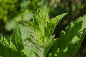 a close up of a plant with green leaves photo