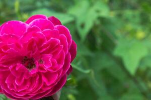 a single pink rose is blooming in the garden photo