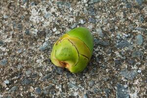 coconut fruit bud or in the Javanese language in Indonesia is called tembuluk photo