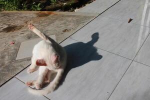 a white cat on a tile floor photo