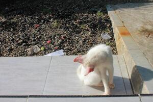 a white cat is on the porch floor photo