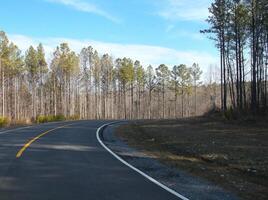 A road in the forest with white and yellow lines. photo