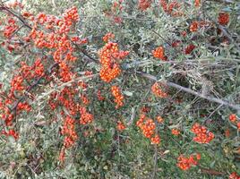 a bush with red berries and leaves photo