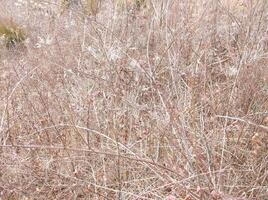 Autumn field of briers. photo