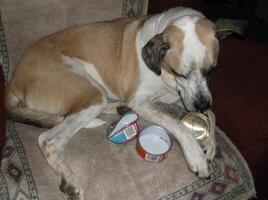 a dog laying on a couch with cans he likes. photo