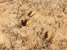 Deer tracks... the face of a man in the sand. photo