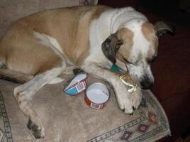 a dog laying on a couch with a can of food photo