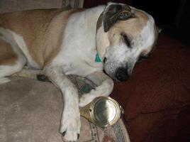 A dog sleeps on the sofa with his favorite can. photo