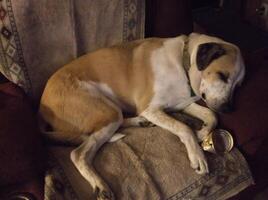 A dog sleeps on the sofa. His favorite can is with him. photo
