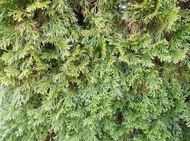 A close up of a green tree with lots of leaves photo