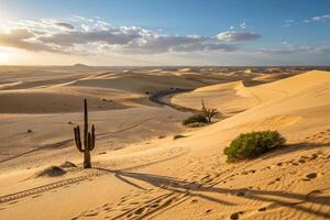the sun is shining on a desert landscape with a cactus tree photo