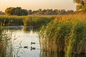 a pond with ducks and reeds at sunset photo