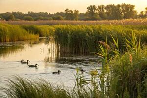 a group of ducks swimming in a river photo