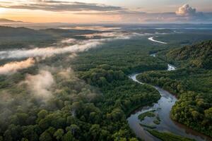 the amazon rainforest, from the air photo