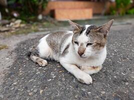 Stray Cat Relaxing on a Road photo