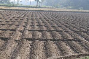 soil bed of potato plantation photo
