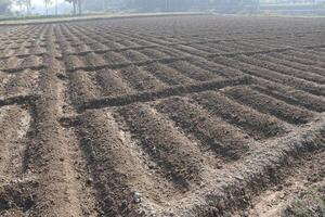 soil bed for plantation photo